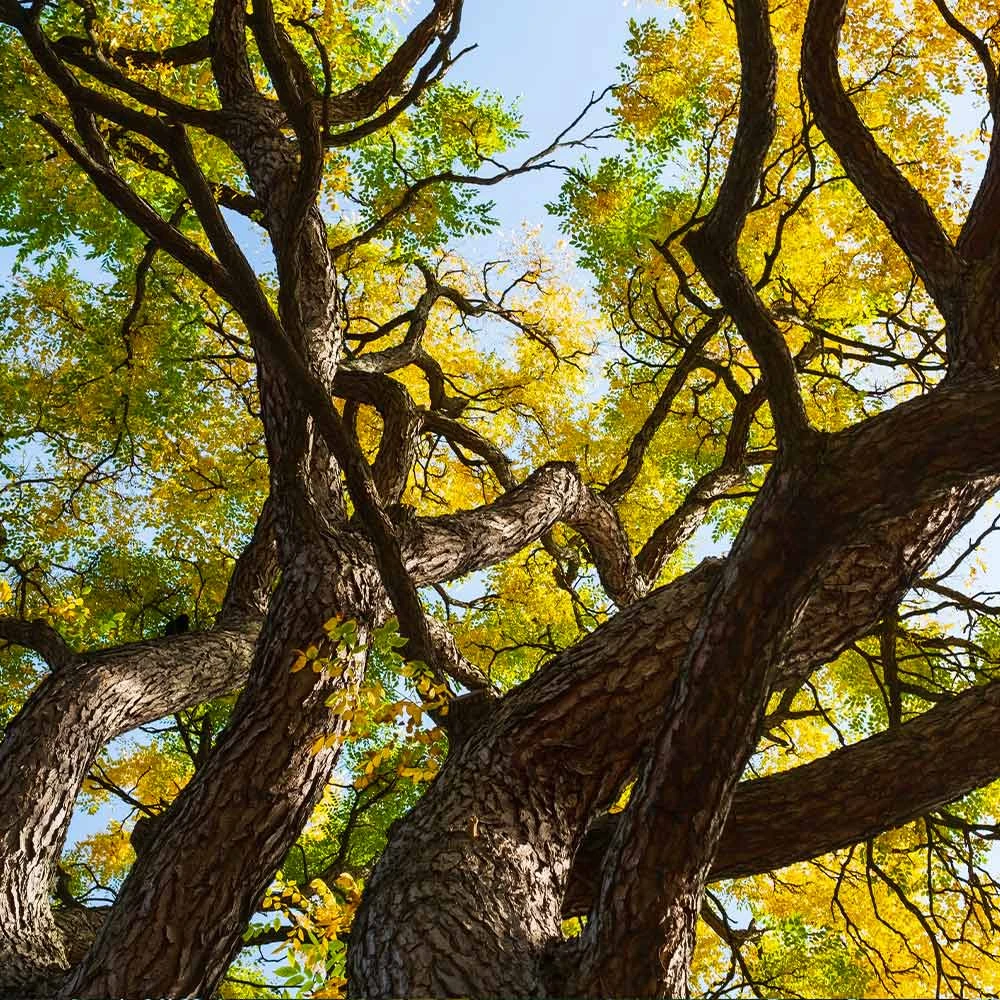 Brighter Blooms Kentucky Coffeetree Flowering Trees 3 Brighter Blooms Kentucky Coffeetree Flowering Trees