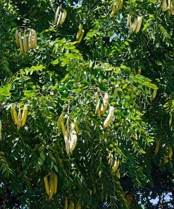 Brighter Blooms Kentucky Coffeetree Flowering Trees 7 Brighter Blooms Kentucky Coffeetree Flowering Trees