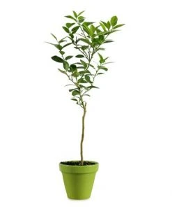 Brighter Blooms Key Lime Gift Tree Fruit Trees 7 Brighter Blooms Key Lime Gift Tree Fruit Trees