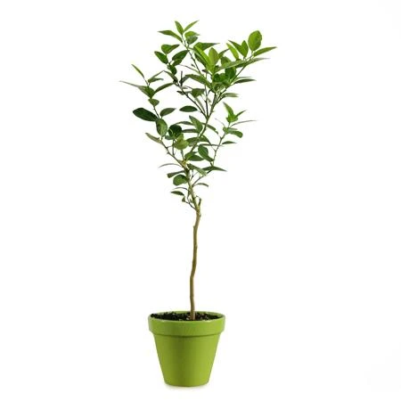 Brighter Blooms Key Lime Gift Tree Fruit Trees 4 Brighter Blooms Key Lime Gift Tree Fruit Trees