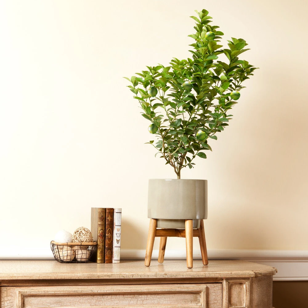 Brighter Blooms Key Lime Bush House & Patio 3 Brighter Blooms Key Lime Bush House & Patio