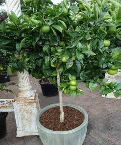 Brighter Blooms Key Lime Tree New Trees