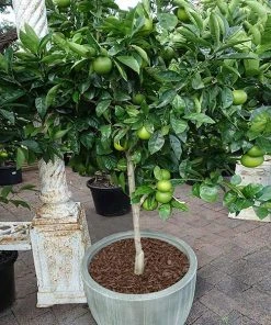 Brighter Blooms Key Lime Tree
