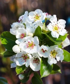 Brighter Blooms Fruit Trees Kieffer Pear Tree 10 Brighter Blooms Fruit Trees Kieffer Pear Tree
