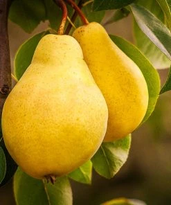 Brighter Blooms Fruit Trees Kieffer Pear Tree