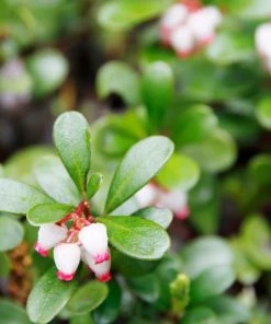 Brighter Blooms Kinnikinnick Emerald Carpet