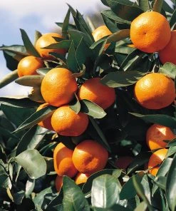 Brighter Blooms Kishu Mandarin Tree 7 Brighter Blooms Kishu Mandarin Tree