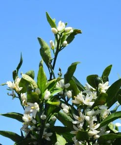 Brighter Blooms Kishu Mandarin Tree 9 Brighter Blooms Kishu Mandarin Tree