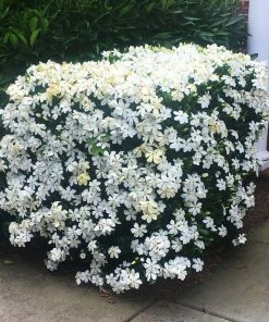 Brighter Blooms Kleim's Hardy Gardenia Shrub Shrubs & Hedges