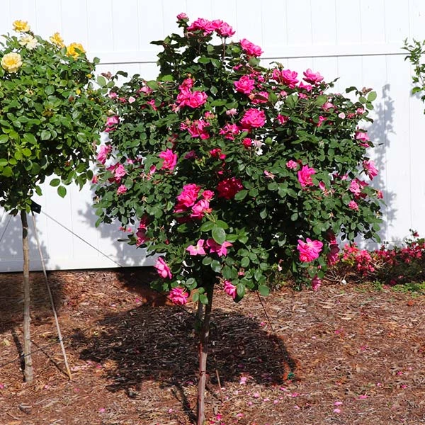 Brighter Blooms Roses Pink Knock Out® Rose Tree 1 Brighter Blooms Roses Pink Knock Out® Rose Tree