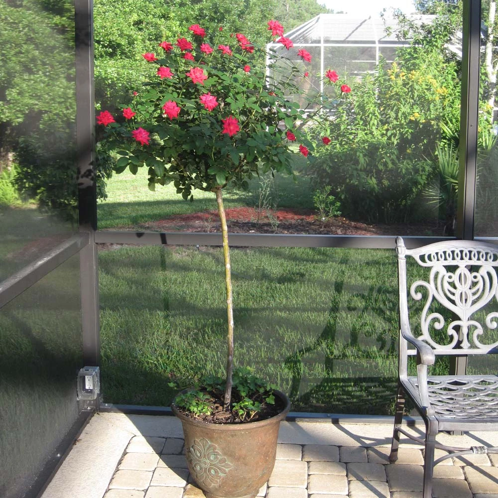 Brighter Blooms Knock Out® Rose Tree Roses 3 Brighter Blooms Knock Out® Rose Tree Roses