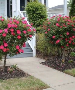 Brighter Blooms Knock Out® Rose Tree Roses