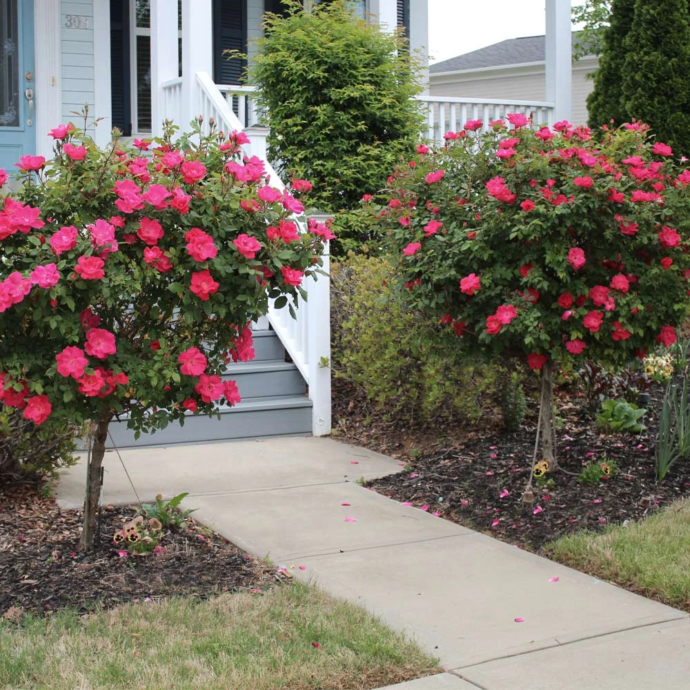 Brighter Blooms Knock Out® Rose Tree Roses 2 Brighter Blooms Knock Out® Rose Tree Roses