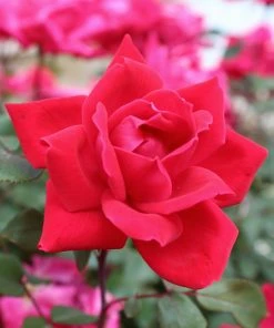 Brighter Blooms Knock Out® Rose Tree Roses 8 Brighter Blooms Knock Out® Rose Tree Roses