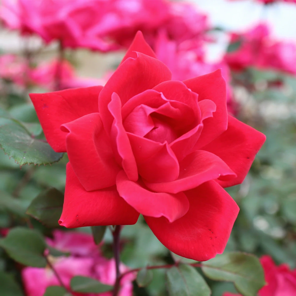 Brighter Blooms Knock Out® Rose Tree Roses 4 Brighter Blooms Knock Out® Rose Tree Roses