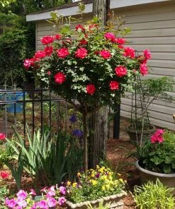 Brighter Blooms Knock Out® Rose Tree Roses 9 Brighter Blooms Knock Out® Rose Tree Roses