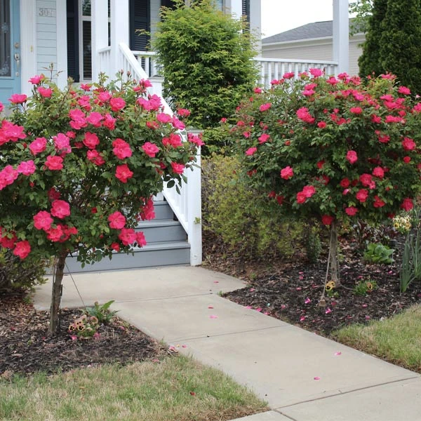 Brighter Blooms Knock Out® Rose Tree Roses 1 Brighter Blooms Knock Out® Rose Tree Roses