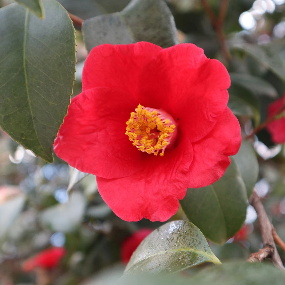 Brighter Blooms Korean Fire Camellia Shrub Camellia Shrubs 4 Brighter Blooms Korean Fire Camellia Shrub Camellia Shrubs