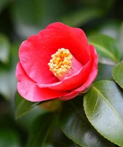 Brighter Blooms Korean Fire Camellia Shrub Camellia Shrubs