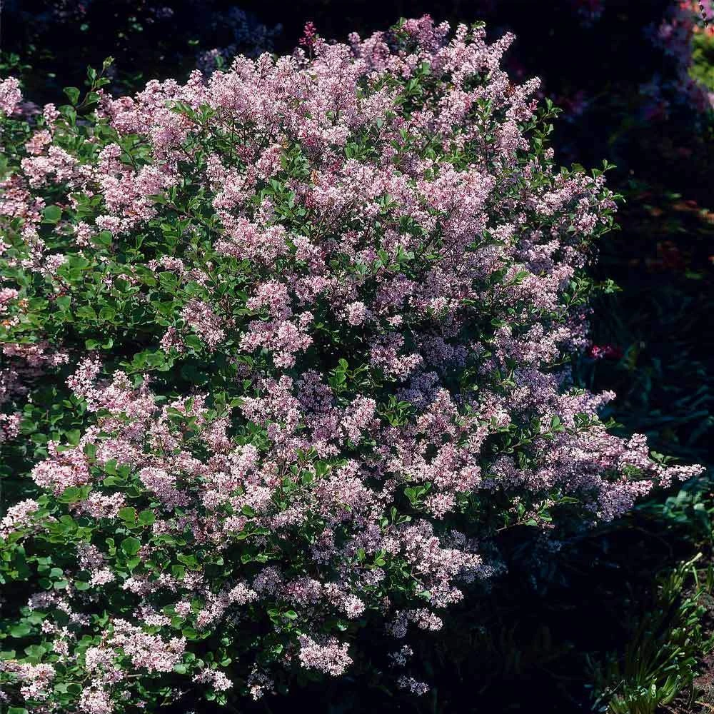 Brighter Blooms Dwarf Korean Lilac Shrub 2 Brighter Blooms Dwarf Korean Lilac Shrub