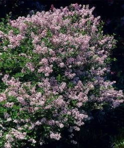 Brighter Blooms Dwarf Korean Lilac Shrub