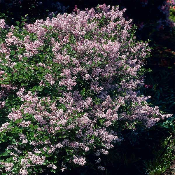 Brighter Blooms Dwarf Korean Lilac Shrub 1 Brighter Blooms Dwarf Korean Lilac Shrub