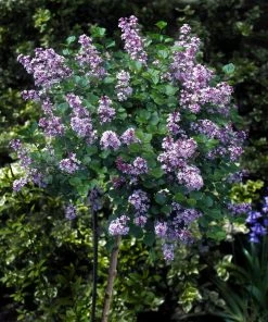 Brighter Blooms Korean Lilac Tree