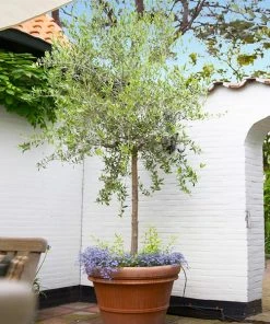 Brighter Blooms Olive Trees Koroneiki Greek Olive Tree