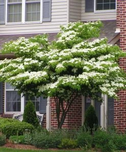 BrighterBlooms Sales 39 Brighter Blooms White Kousa Dogwood Tree