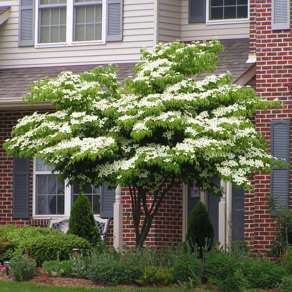 Brighter Blooms White Kousa Dogwood Tree 2 Brighter Blooms White Kousa Dogwood Tree