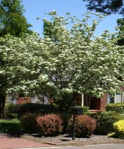 Brighter Blooms White Kousa Dogwood Tree 10 Brighter Blooms White Kousa Dogwood Tree