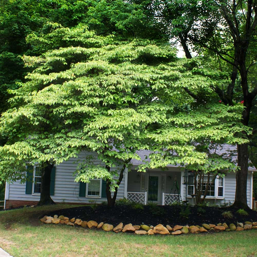 Brighter Blooms White Kousa Dogwood Tree 5 Brighter Blooms White Kousa Dogwood Tree