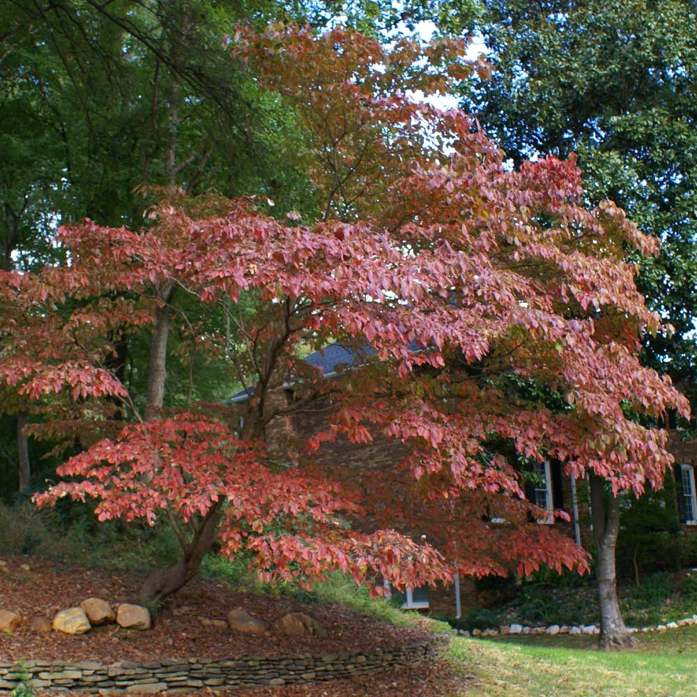 Brighter Blooms White Kousa Dogwood Tree 6 Brighter Blooms White Kousa Dogwood Tree
