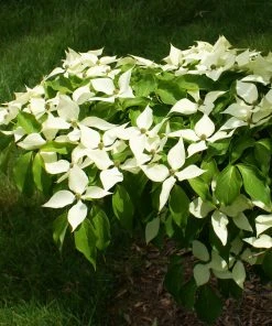 Brighter Blooms White Kousa Dogwood Tree 13 Brighter Blooms White Kousa Dogwood Tree