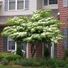 Brighter Blooms White Kousa Dogwood Tree
