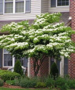 Brighter Blooms White Kousa Dogwood Tree
