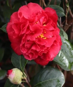 Brighter Blooms Kramers Supreme Camellia Shrub 7 Brighter Blooms Kramers Supreme Camellia Shrub