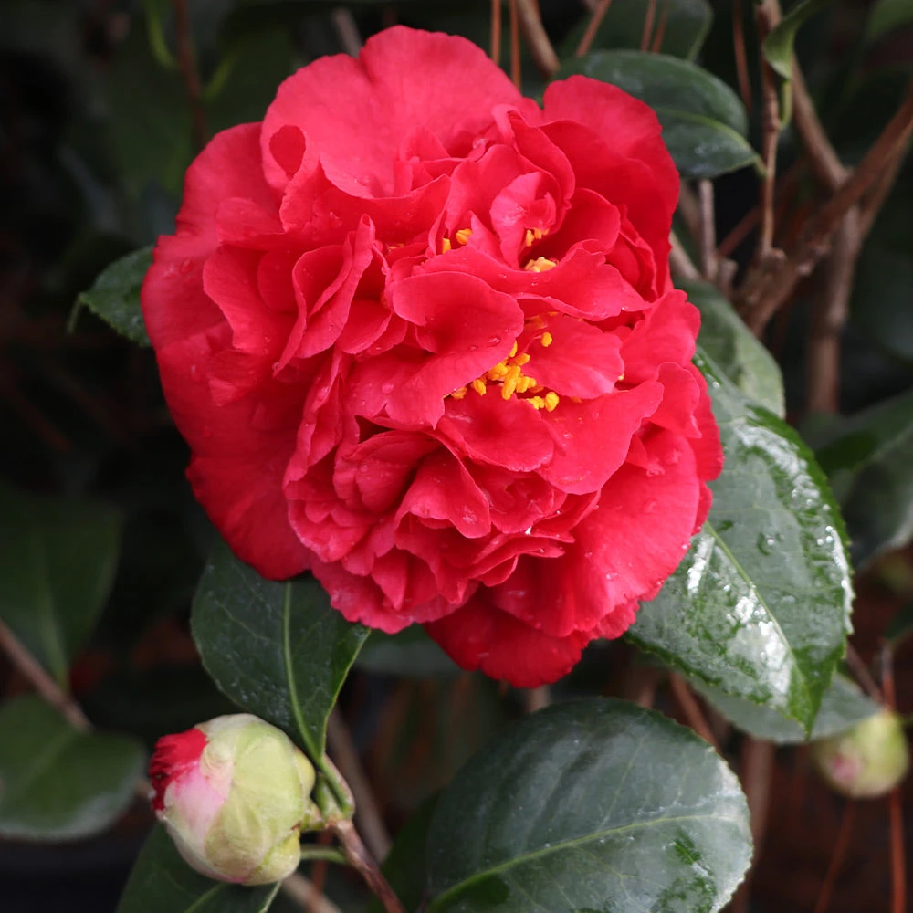 Brighter Blooms Kramers Supreme Camellia Shrub 3 Brighter Blooms Kramers Supreme Camellia Shrub