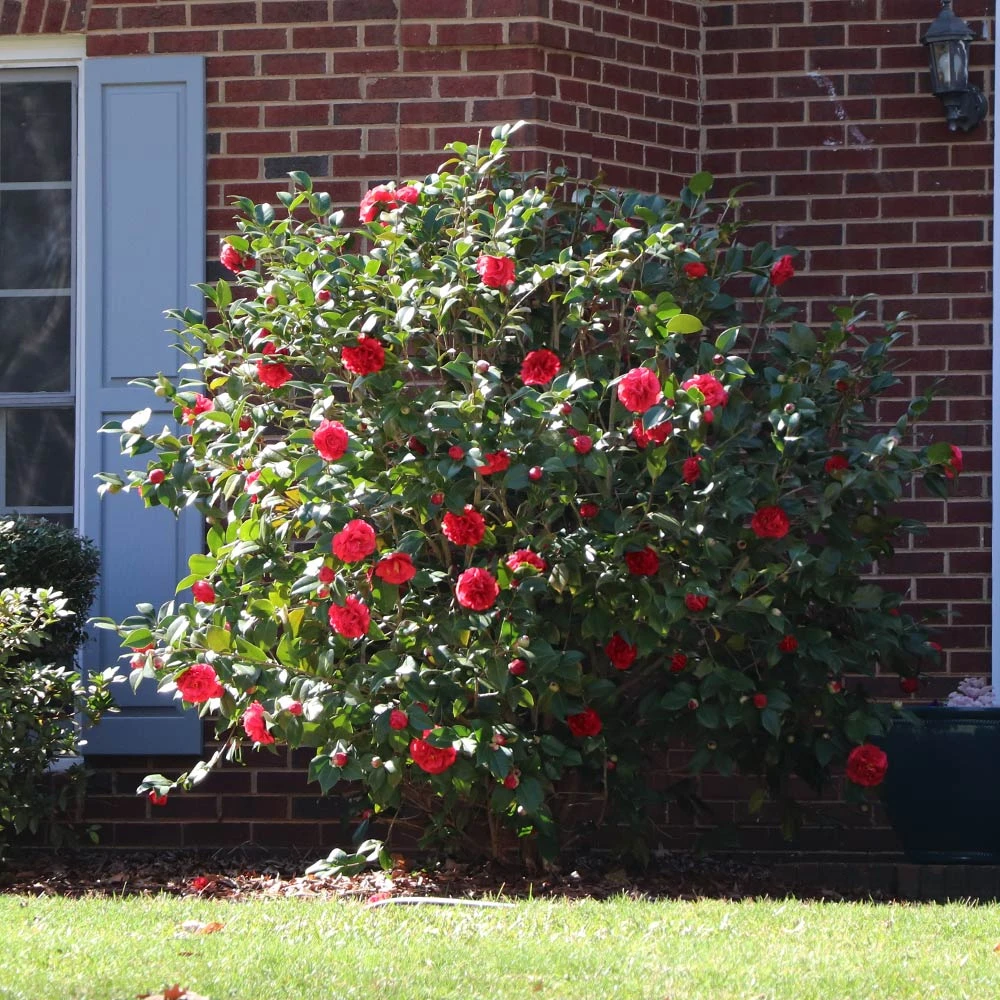 Brighter Blooms Kramers Supreme Camellia Shrub 4 Brighter Blooms Kramers Supreme Camellia Shrub