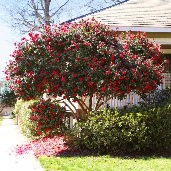 Brighter Blooms Kramers Supreme Camellia Shrub 1 Brighter Blooms Kramers Supreme Camellia Shrub