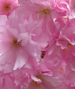 Brighter Blooms Kwanzan Cherry Tree 9 Brighter Blooms Kwanzan Cherry Tree