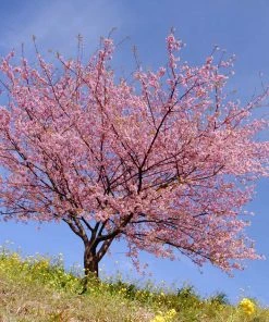 Brighter Blooms Kwanzan Cherry Tree 8 Brighter Blooms Kwanzan Cherry Tree