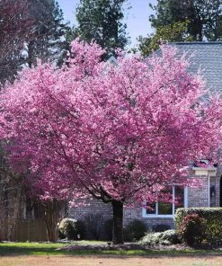 Brighter Blooms Kwanzan Cherry Tree