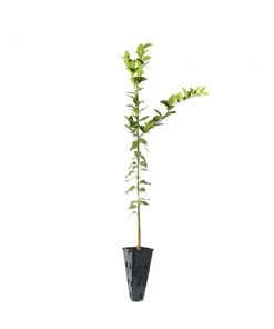 Brighter Blooms Fruit Trees Meyer Lemon Tree 25 Brighter Blooms Fruit Trees Meyer Lemon Tree