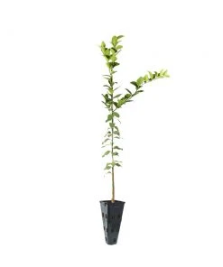 Brighter Blooms Meyer Lemon Tree Fruit Trees 25 Brighter Blooms Meyer Lemon Tree Fruit Trees