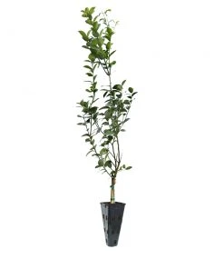 Brighter Blooms Fruit Trees Meyer Lemon Tree 26 Brighter Blooms Fruit Trees Meyer Lemon Tree