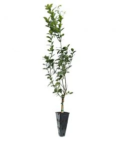 Brighter Blooms Meyer Lemon Tree Fruit Trees 26 Brighter Blooms Meyer Lemon Tree Fruit Trees