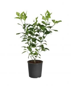 Brighter Blooms Fruit Trees Meyer Lemon Tree 27 Brighter Blooms Fruit Trees Meyer Lemon Tree