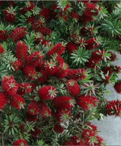 Brighter Blooms SHOP ALL Little John Dwarf Bottlebrush 5 Brighter Blooms SHOP ALL Little John Dwarf Bottlebrush