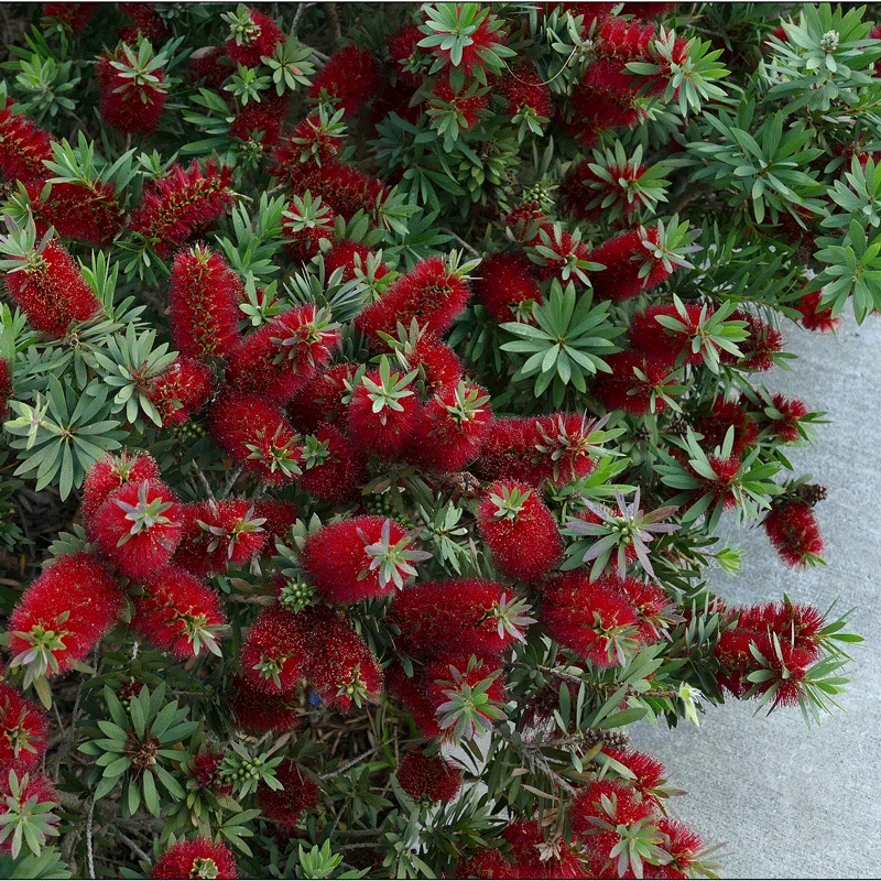 Brighter Blooms SHOP ALL Little John Dwarf Bottlebrush 3 Brighter Blooms SHOP ALL Little John Dwarf Bottlebrush